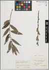 Foto von Salix cinerea L. x Salix viminalis L.